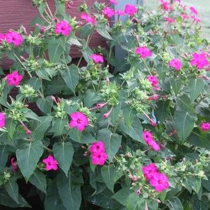 Meet your Posher, Marie